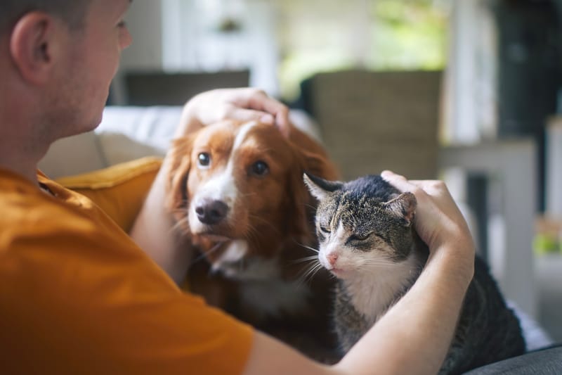 Φιλοξενία Κατοικιδίων στο PET CARE: Ασφάλεια, Φροντίδα & Αγάπη!