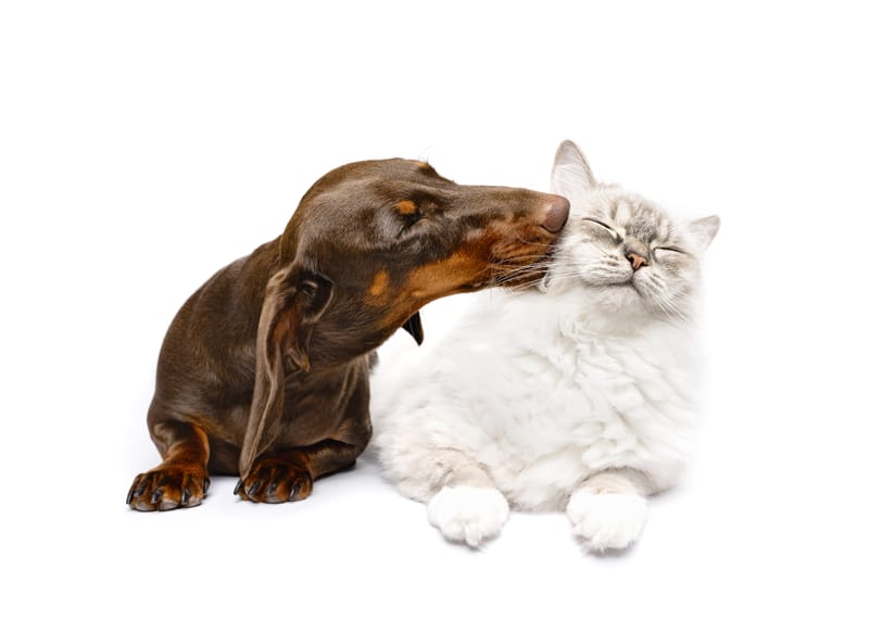 Υγιεινή των Ζώων: Βασικά Βήματα για την Καλή Υγεία και Ευεξία τους 🐾