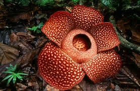 Rafflesia Spot
