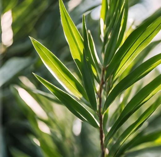 Is Oleander Poisonous?