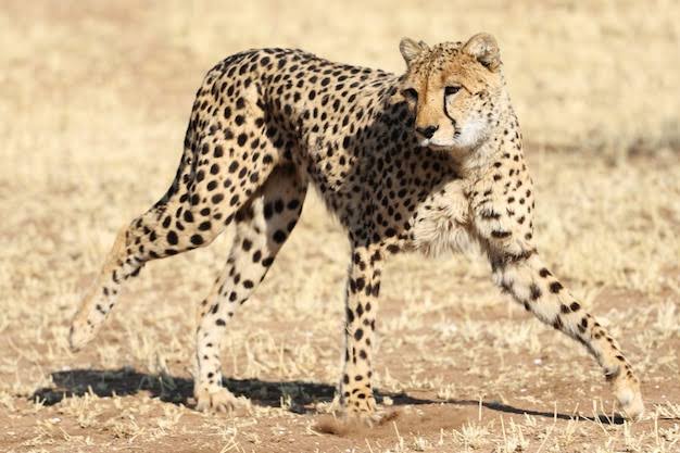 Are there Wild Arabian Cheetahs on the Arabian Peninsular?