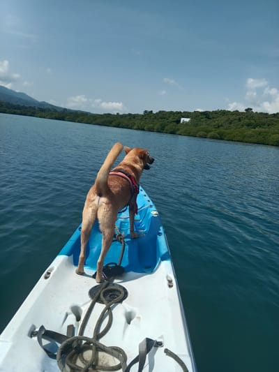 A fortnight in the life of a boat dog. Meet George.