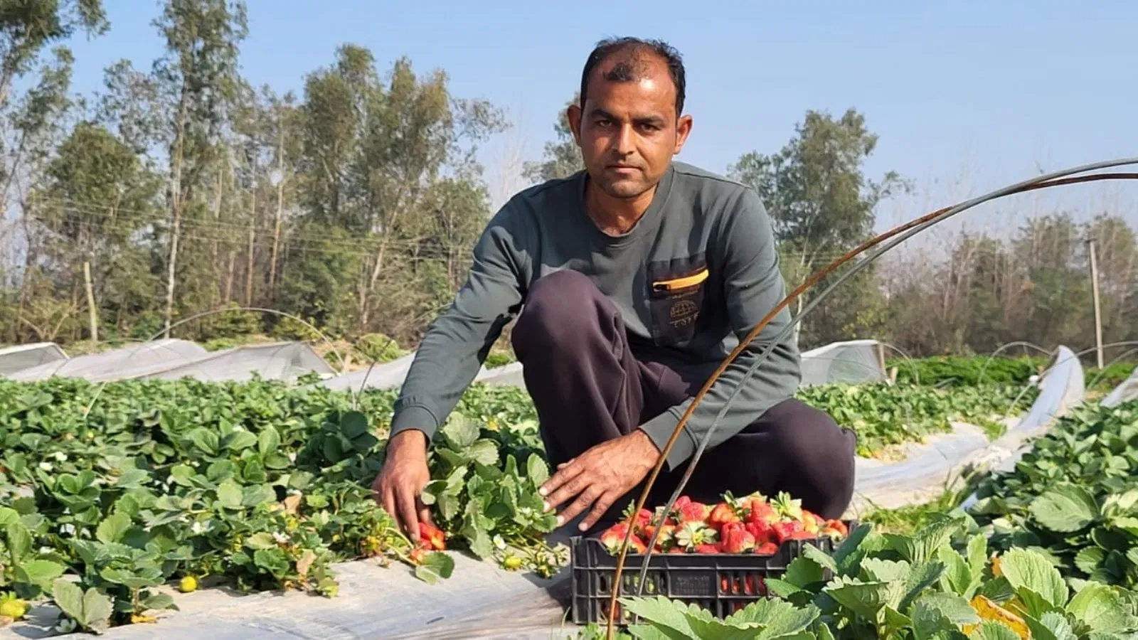 Seeds of change: Transition to high-value crops like strawberry, dragon fruit helps Punjab farmers