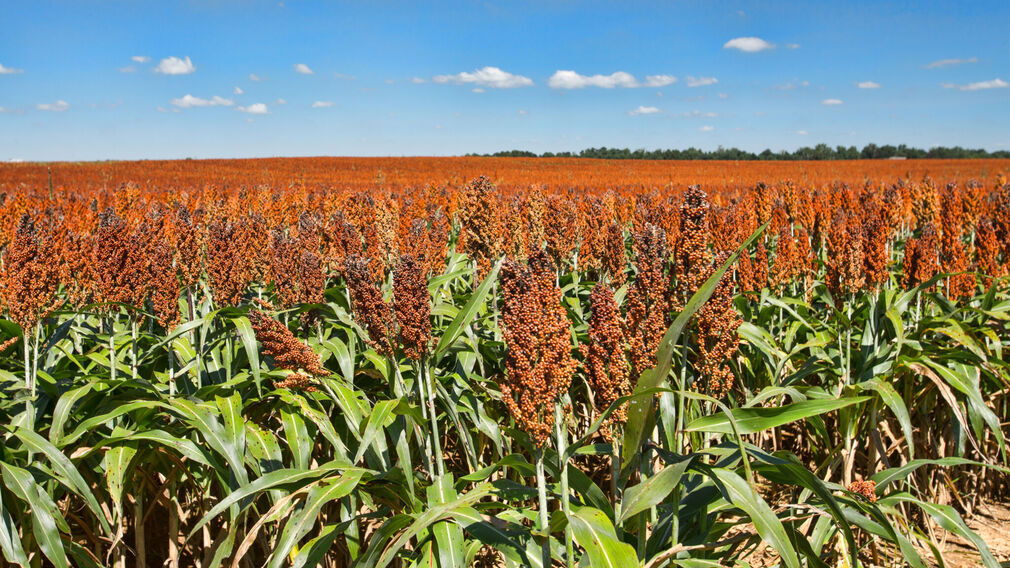 Researchers say new sorghum variant outperforms soybeans in oil production