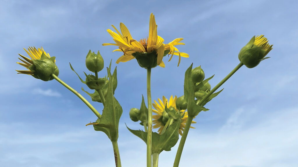 The perennial crop offering a maize alternative for biogas