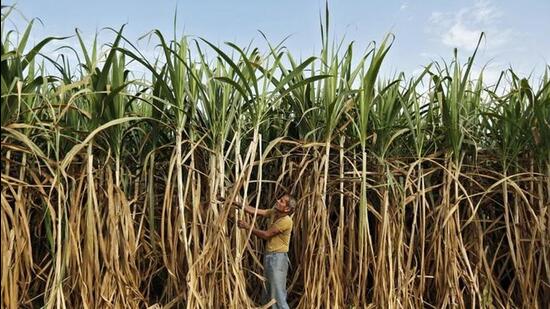 Maharashtra’s cane production dips, sugar prices to shoot up