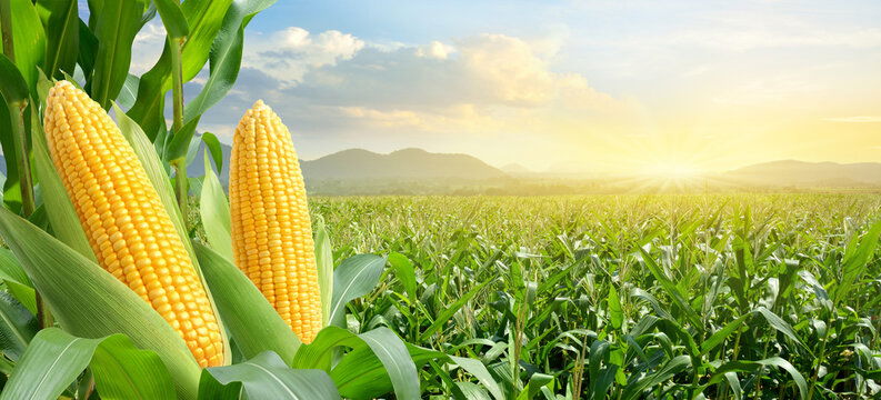 Fall Armyworm Threatens Maize Crops in India: IARI Recommends Immediate Control Measures