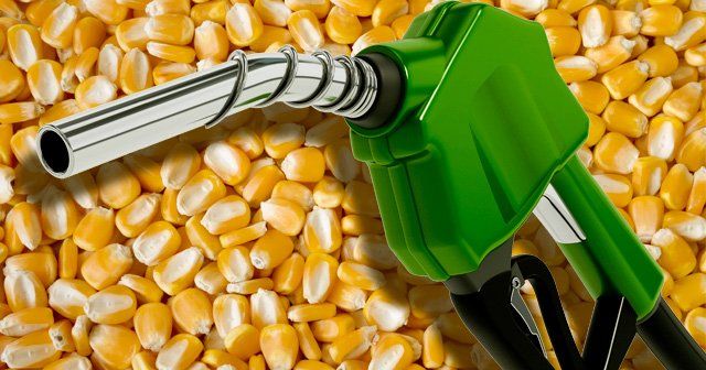 Farm ministry flags higher diversion of maize for ethanol amid concerns over import dependency