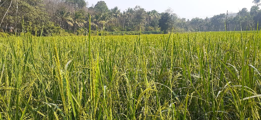 mmdeinternational.com- Kharif Sowing Crosses 1,039 Lakh Hectares in 2025; Rice, Maize Up, Oilseeds and Cotton Down