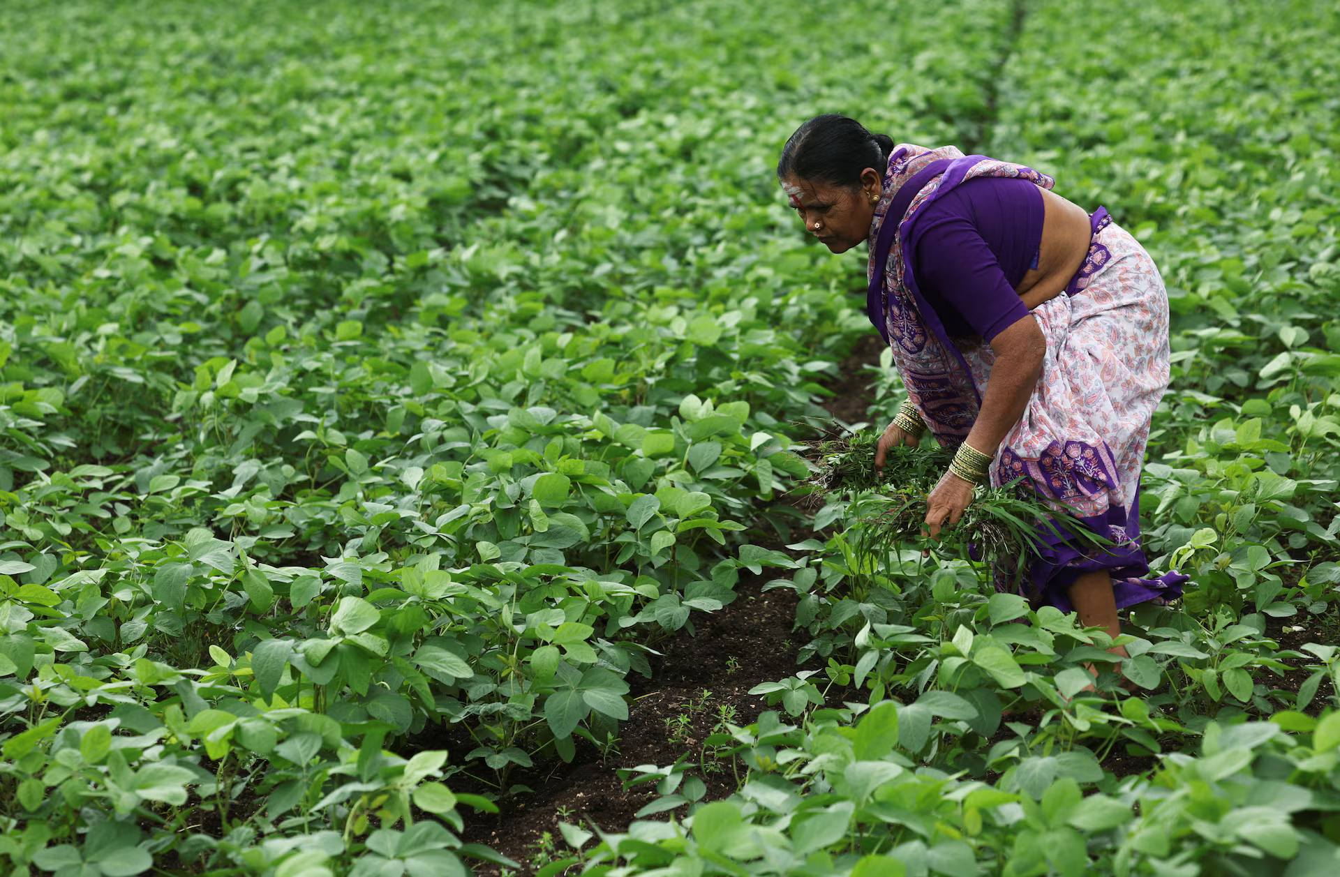 www.sugarethanolbioenergy.com- India's ethanol drive imperils its push for edible oil self-sufficiency