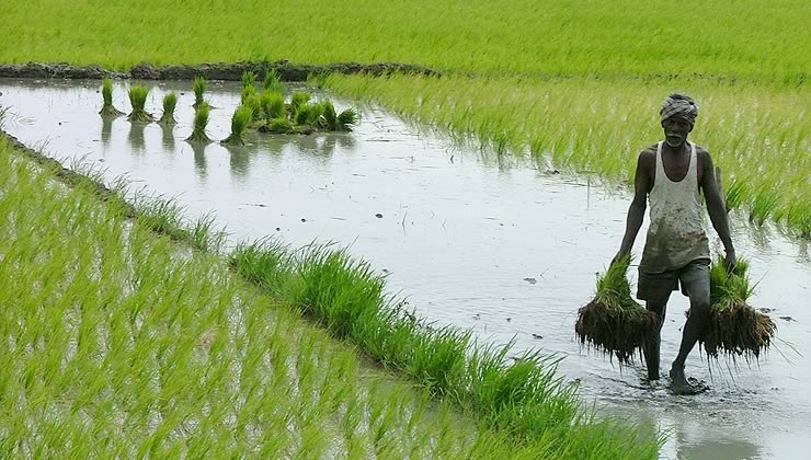India is deepening agricultural collaboration with African nations using “seed diplomacy