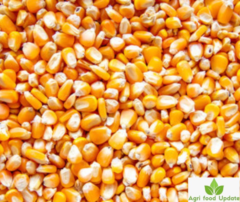 mmdeinternational.com- Why does India not import corn from the US?