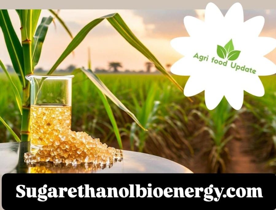 www.sugarethanolbioenergy.com-🌽 With Sugar Mills Shut, Jalgaon Sees 🚀 210% Jump in Maize Cultivation; 🏢 Administration Courts Ethanol Investors 💼⚡