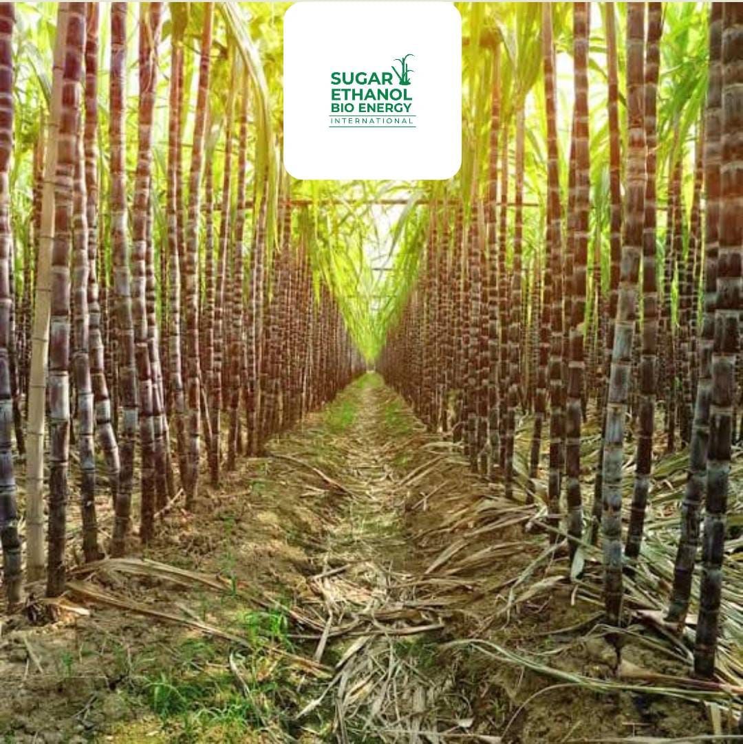 www.sugarethanolbioenergy.com - Karnataka Farmers Demand 💰 Fixed Cane Price Before Crushing Operations Begin 🚜🌾