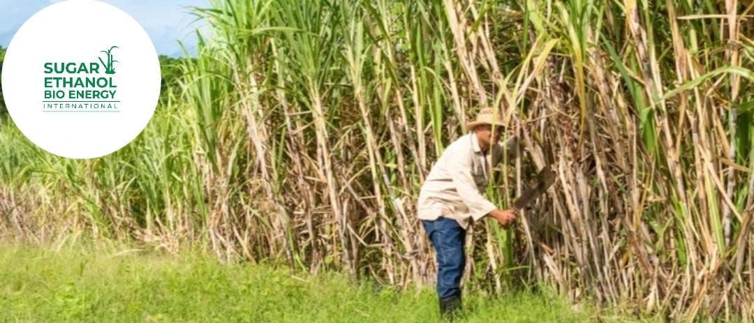 www.sugarethanolbioenergy.com - 🔥 Fire Destroys Sugarcane Crop on 53 Acres in Rahuri, Ahilyanagar 🚜🌾