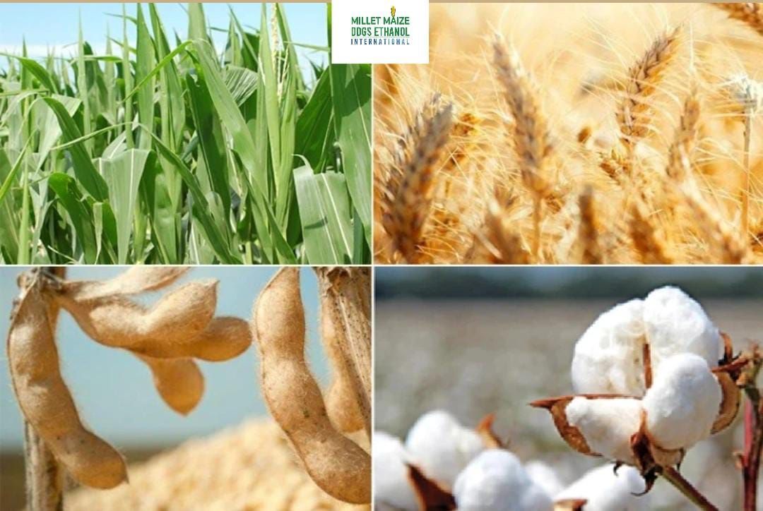 mmdeinternational.com "🌾 Crop Outlook: Gold & Silver Correction Weighs on Grains 🌟📉"