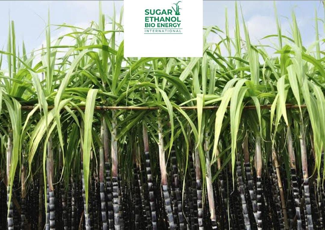 www.sugarethanolbioenergy.com - Salem Co-op Sugar Mill Gears Up for New Season 🍬 | Crushing to Begin Mid-November 🚜