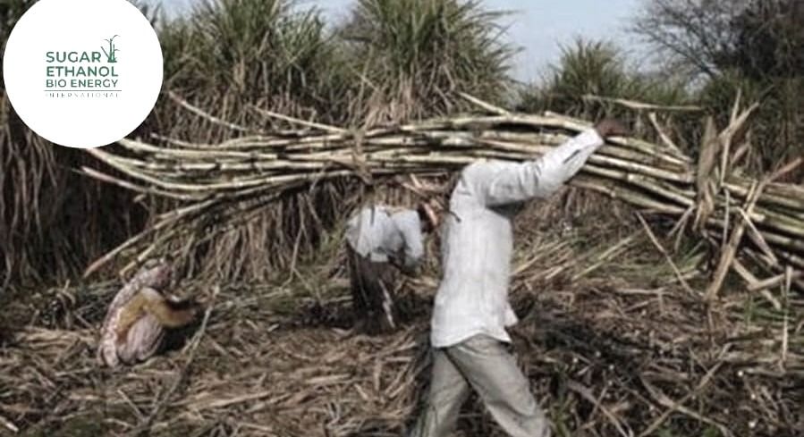 www.sugarethanolbioenergy.com- πΎπ₯ Burnt Cane Crisis Threatens Sugar Industry and Market Access π
