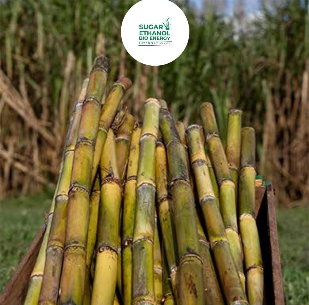 www.sugarethanolbioenergy.com - 🌾 Revolution in Sugarcane! 🚀 CEEDS™ Synthetic Seed Licensing Now Open for Mills in 🇧🇷 Brazil