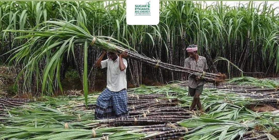 www.sugarethanolbioenergy.com - 🔥 Protests Erupt in Maharashtra! Sugarcane Set Ablaze, Transport to Mills Halted 🚛🌾