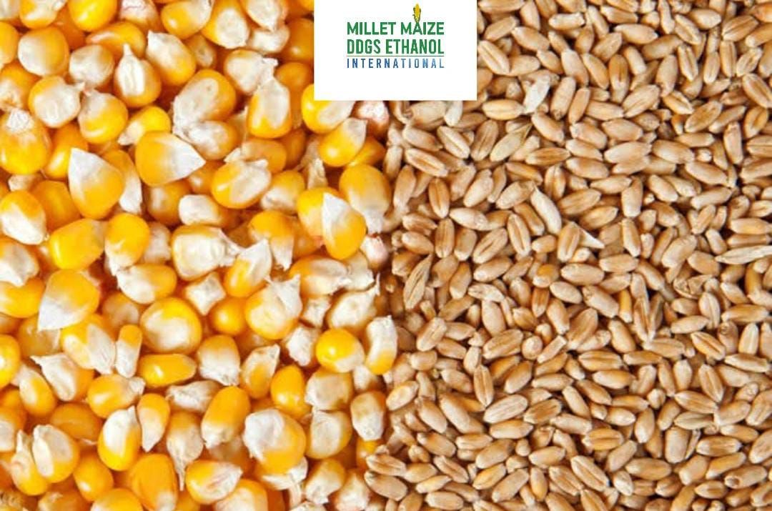 mmdeinternational.com - πΎ Indore: Wheat & Maize Prices Fall on Weak Demand π | Rice Holds Steady π