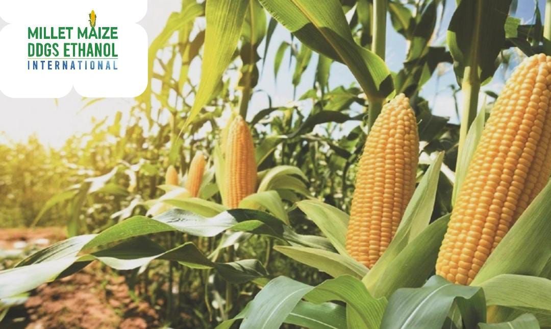 mmdeinternational.com - Corn 🌽 & Soybean 🌱 Flood the Market — Prices Hit Record Lows 📉