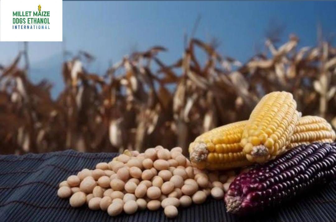 mmdeintenational.com - 🌾📉 Soybean and Maize Selling at Low Prices , Farmers to Stage Protest ✊🚜