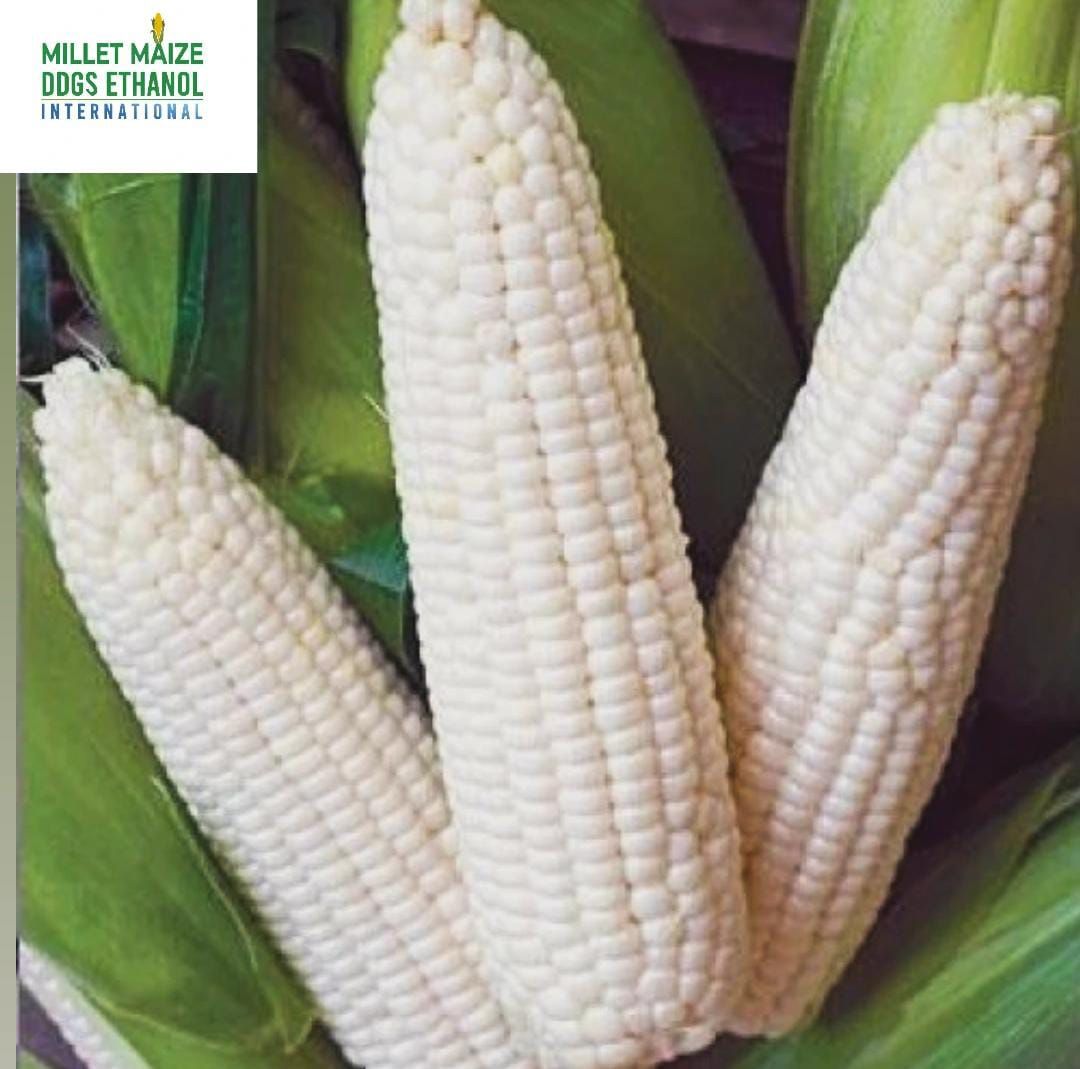 mmdeinternational.com - 📰 Arrival of White Maize in the Agricultural Market 🌽🚜📈