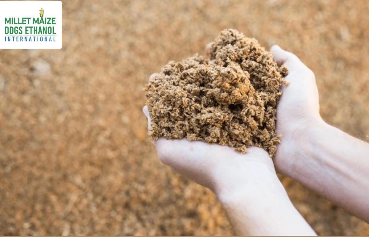 MMDEINTERNATIONAL.COM - Researcher turns waste into protein-rich animal feed
