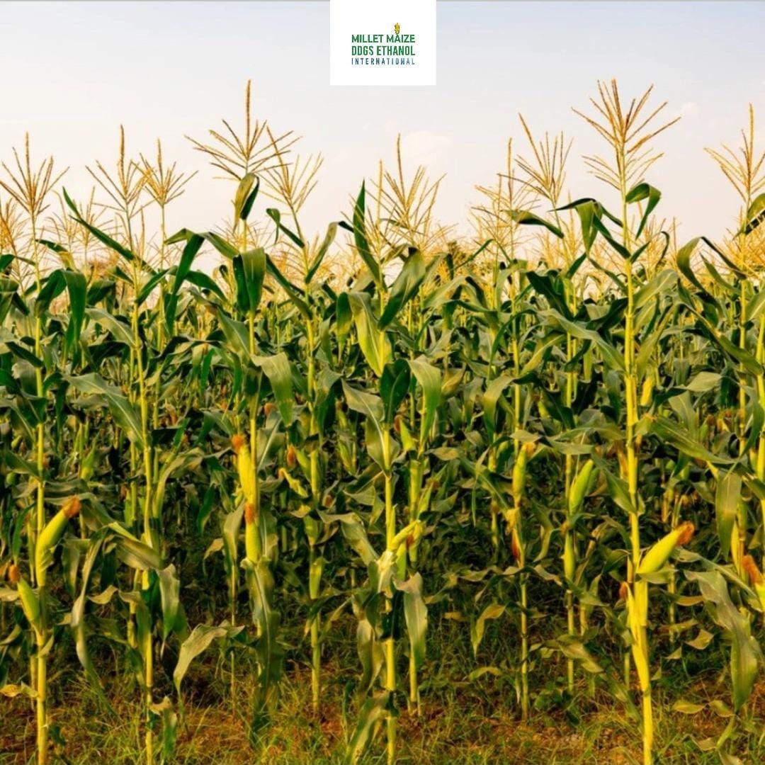 mmdeinternational.com - 🌧️ After Heavy Rain, Maize Fields Turn Yellow 🌽 — Growth Stalls, Farmers Worried