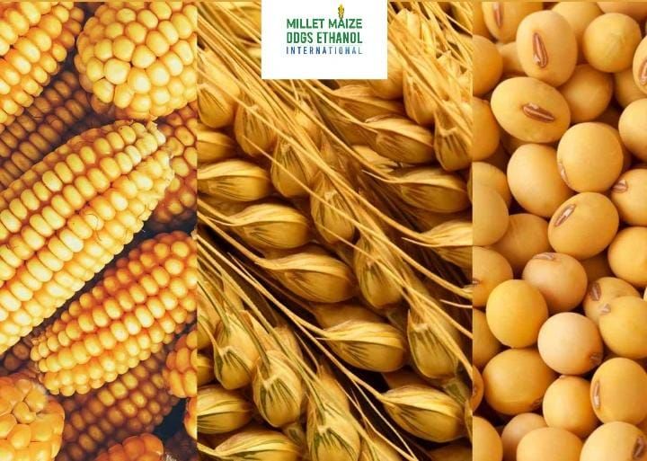 mmdeinternational.com - Farmers Begin Protest Today Over Demand for MSP Purchase of Wheat 🌾 and Soybean 🌱