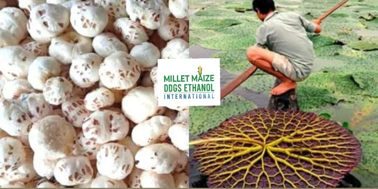 mmdeinternational.com - πΎ Makhana cultivation to begin in the stronghold of maize π½; farmers to receive subsidies from the government π°π©βπΎ