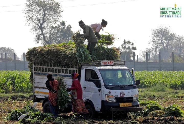 mmdeinternational.com - 🌽 Maize Prices Crash Nationwide as Farmers Warn Ethanol Push and Fear of US Imports Are Driving Them Into Crisis