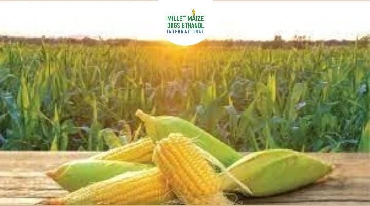 mmdeinternational.com - "Demand to Provide a Support Price of ₹2,400 for Maize, Along with an Additional ₹600 from the State 🌽💰"