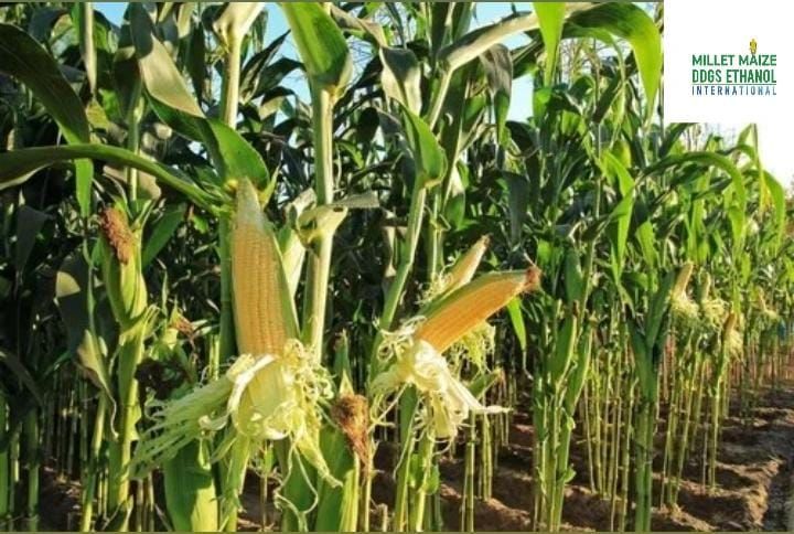 mmdeinternational.com - Silage From Maize Crop Sold at ₹5 Per Kg After ₹3 Profit Margin 🌽🐄💰