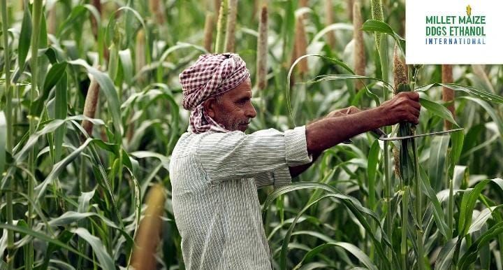 mmdeinternational.com - 🌾 Farmers Shift Towards Maize Over Chickpea; 35% Sowing Completed So Far 🌽