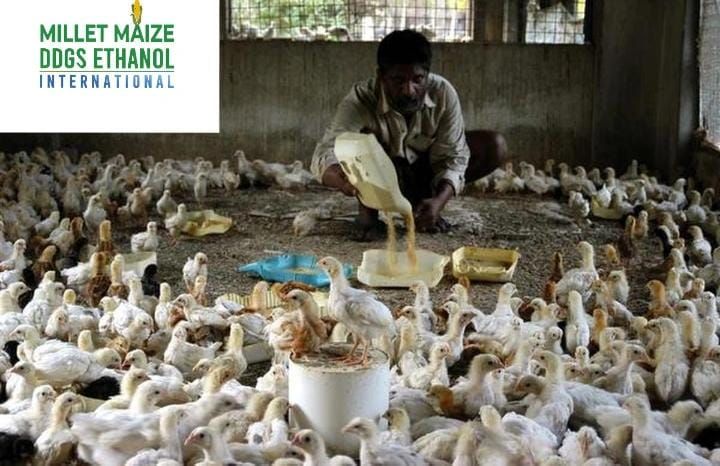 mmdeinternational.com - Agri Business Update 🌾🐔 | Poultry industry seeks government approval to allow the import of GM maize in order to ease supply pressure and stabilize costs. 🌽📉