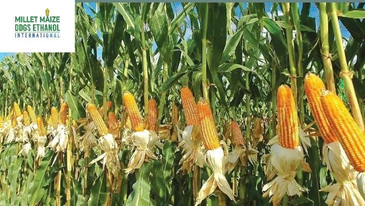 mmdeinternational.com - AP Agri Minister Atchannaidu Reaffirms Commitment to Protecting Maize Farmers 🌽🤝🇮🇳