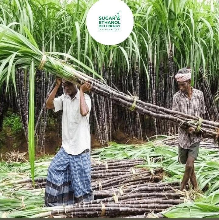 www.sugarethanolbioenergy.com - Uttarakhand Raises Sugarcane Price by ₹30 per Quintal 🌾📈🚜