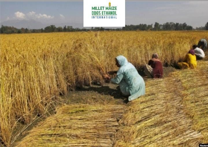 mmdeinternational.com - India’s Farmers and Their Tryst with the Golden Grain 🌾🇮🇳