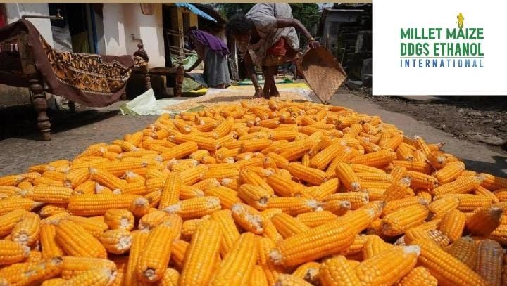 mmdeinternational.com - Maize Prices Crash: Hard to Cover Even Costs, Market Rates Fall Far Below MSP 🌽📉