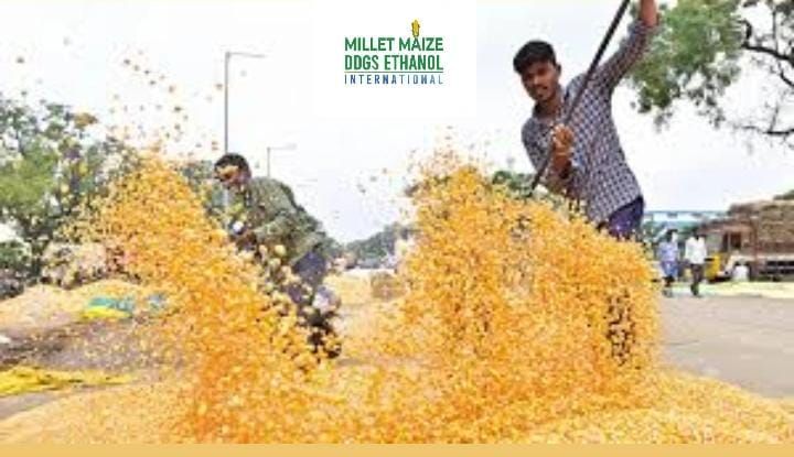 mmdeinternational.com - “350 Farmers Register for Maize MSP Purchase 🌽 | Long Queues Seen in Deola 🚜 | Maize to Be Procured at ₹2,400 per Quintal 💰”