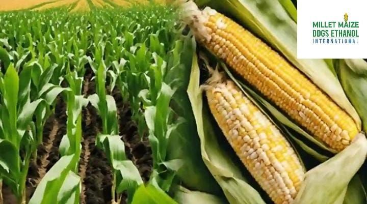 mmdeinternational.com - Karnataka Raises Maize Procurement Limit to 50 Quintals per Farmer π½π
