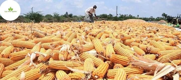 https://www.agri-food-update.com- Kota wheat edges higher on lower arrivals; maize prices remain steady 🌾📈