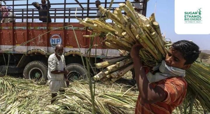 www.sugarethanolbioenergy.com 🚜🌾 UP Tightens Sugarcane Transport Rules to Safeguard Farmers and Enhance Road Safety 🚦🛣️