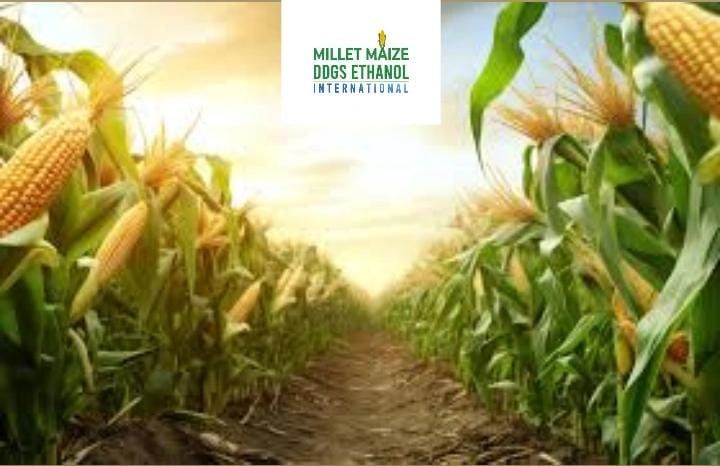 https://mmdeinternational.com/ 🌽 Maize Cultivation Expands as Bioethanol Plants Transform Farming in Nellore ⚡