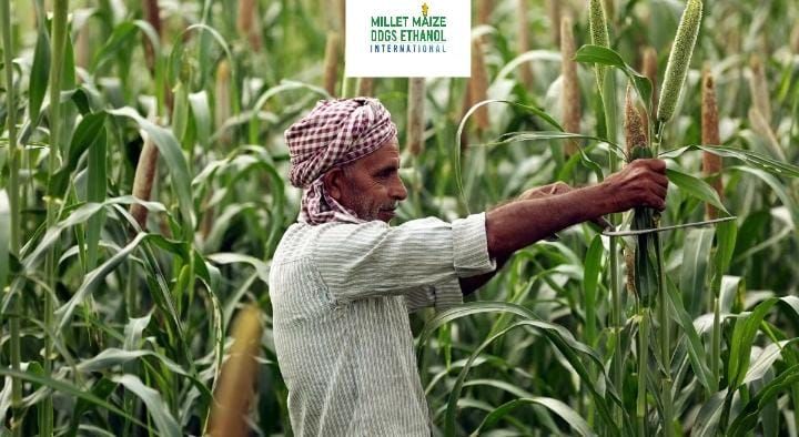 www.mmdeinternational.com - 🌽❄️ Cold Weather Stunts Maize Growth; Farmers Fear Yield Loss After Shifting from Chickpeas