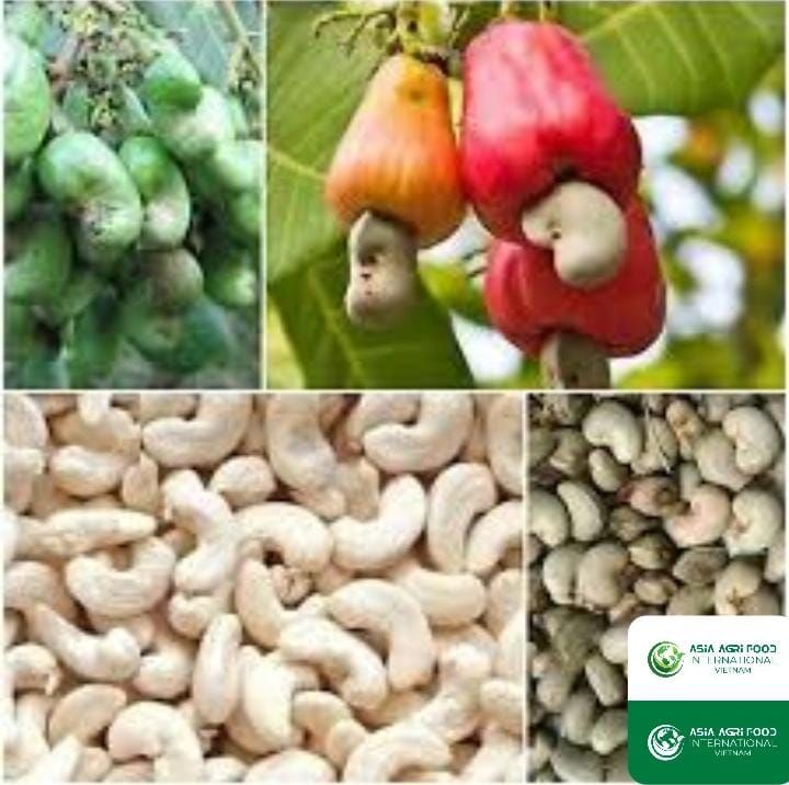 https://www.agri-food-update.com/ 🇰🇭💰 Cambodia Earns $1.5B from Raw Cashew Nut Exports in 2025 🌰📈