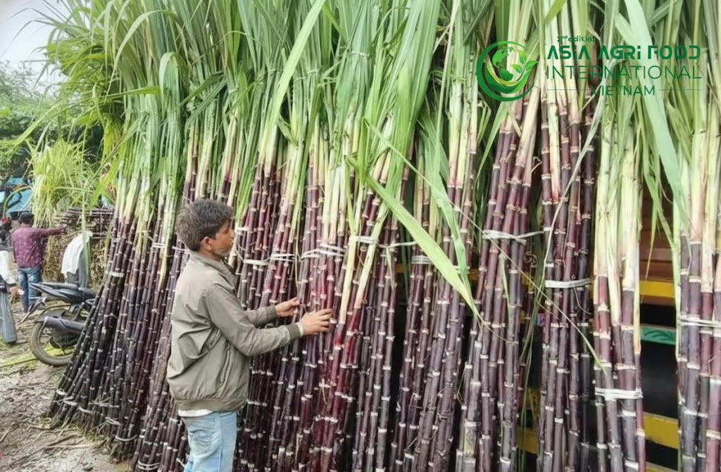 www.asiaagrifood.com - 🚛🌾 Sugarcane Lorry Owners in Erode Claim Overloading Pressure by Private Mills