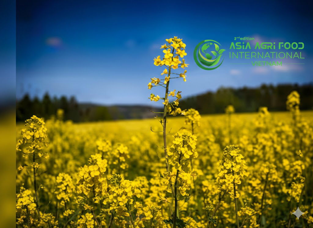 www.asiaagrifood.com - 🇨🇦🌱 Canada’s Canola Sector Faces Risk Amid Heavy Export Dependence